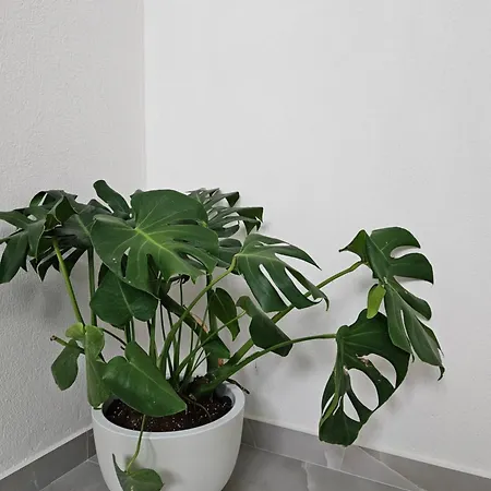 Marivar Living Apartment Nea Fokea