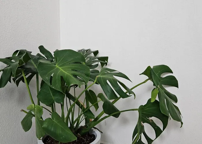 Marivar Living Appartement Néa Fókaia